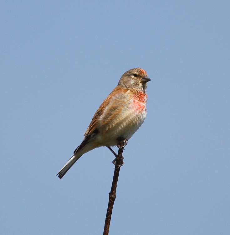 Linnet by Alan Livsey at Berry Head