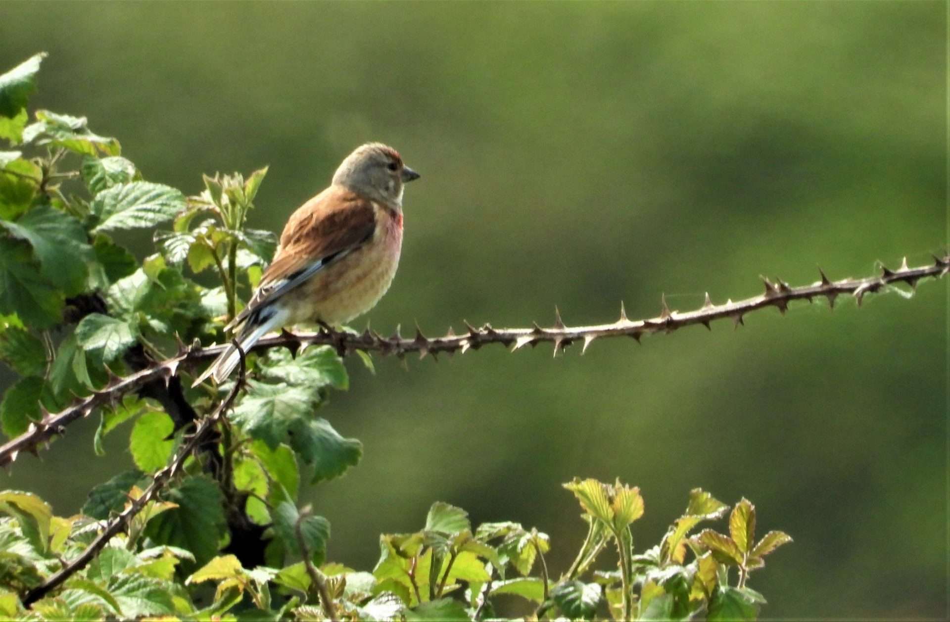 Linnet by Kenneth Bradley at Crow point DWT
