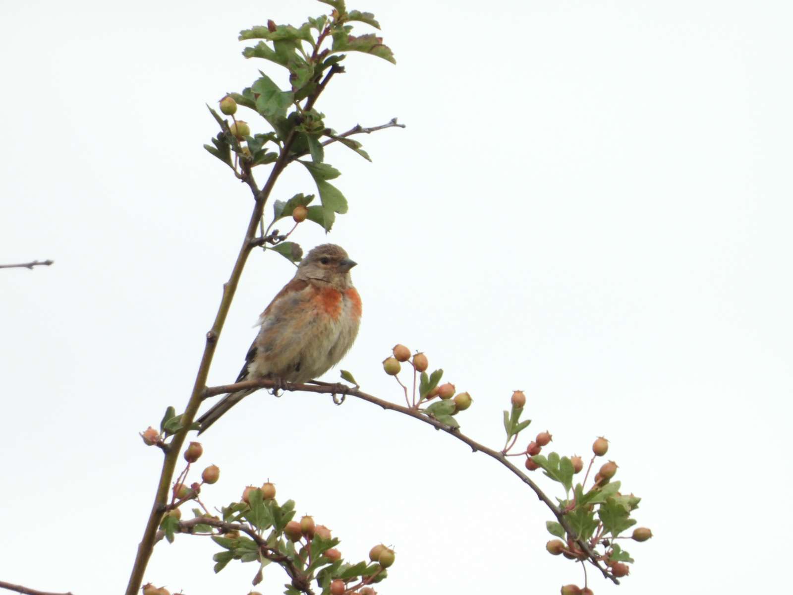 Linnet by Kenneth Bradley at Exminster Marshes RSPB