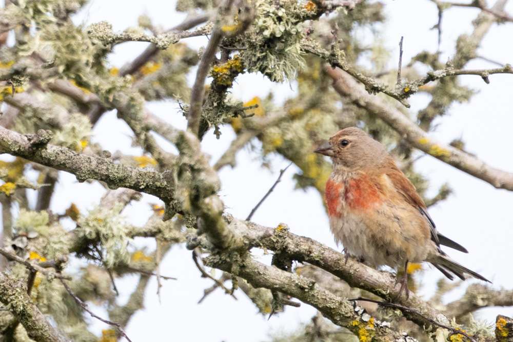 Linnet by Malcolm Morrison at Jennycliff