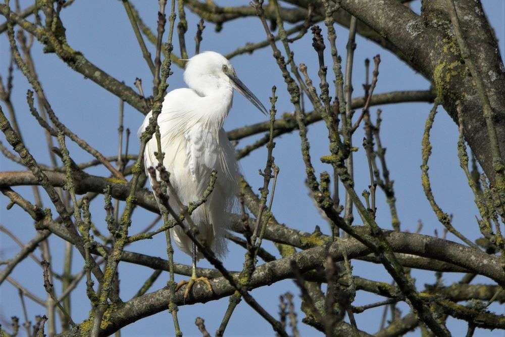 Little Egret by John Reeves at Culm Valley