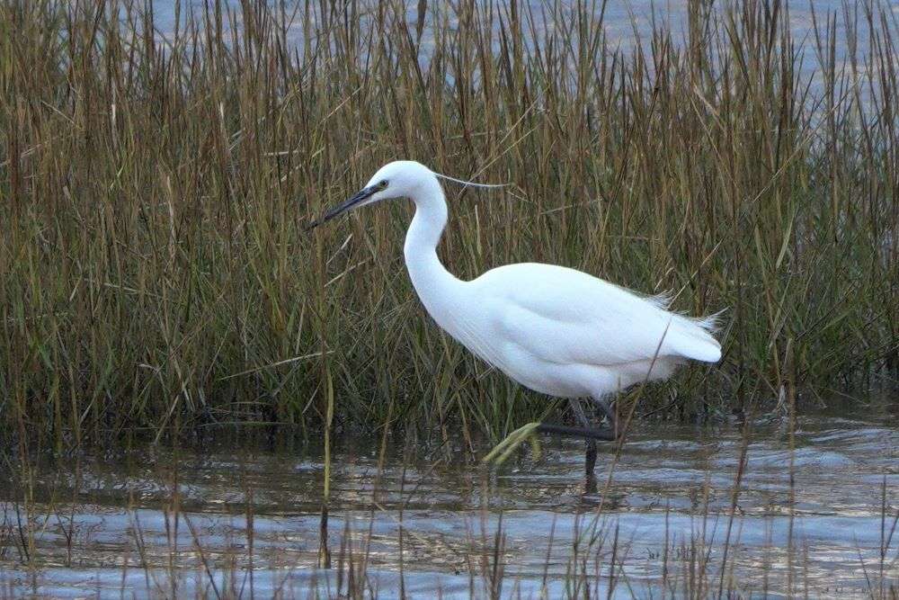 Little Egret by John Reeves at Exmouth LNR