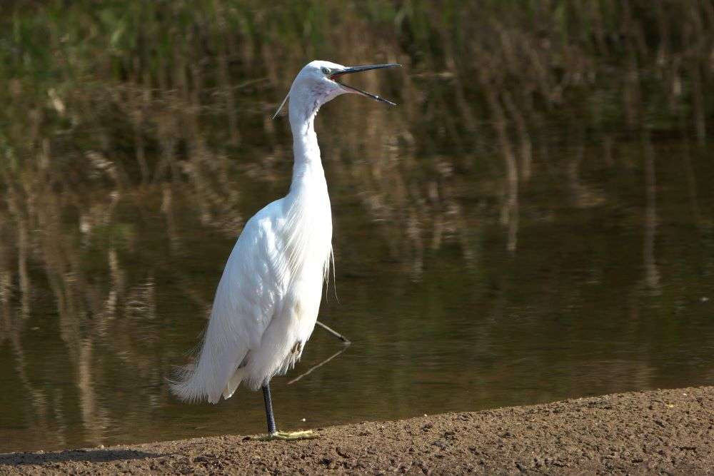 Little Egret by John Reeves at River Otter