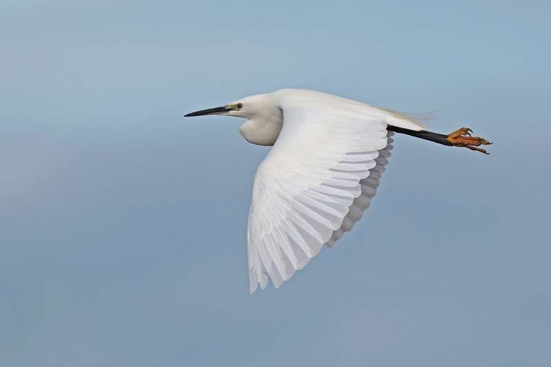 Little Egret by Keith McGinn at River Exe