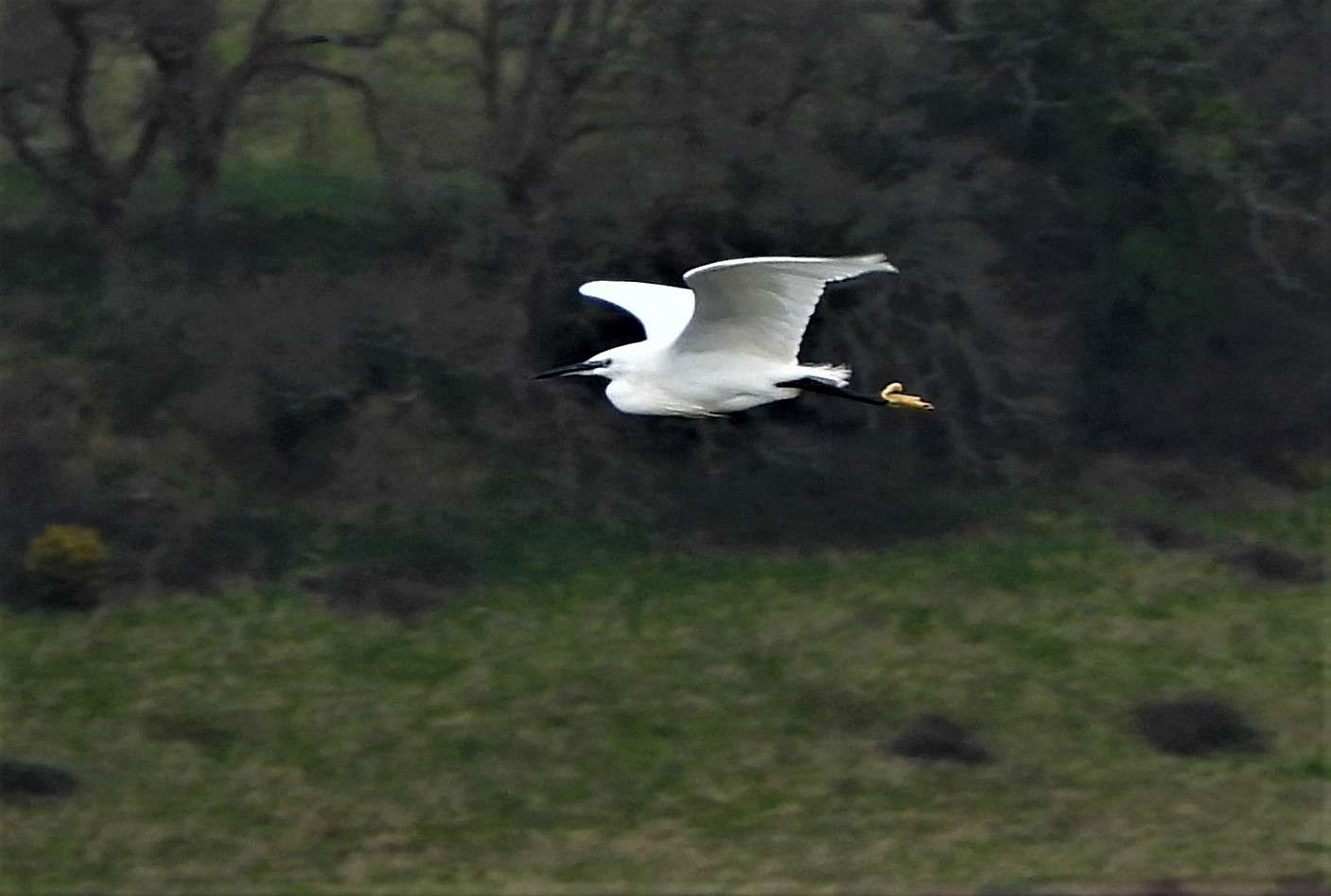 Little Egret by Kenneth Bradley at Combe cellars