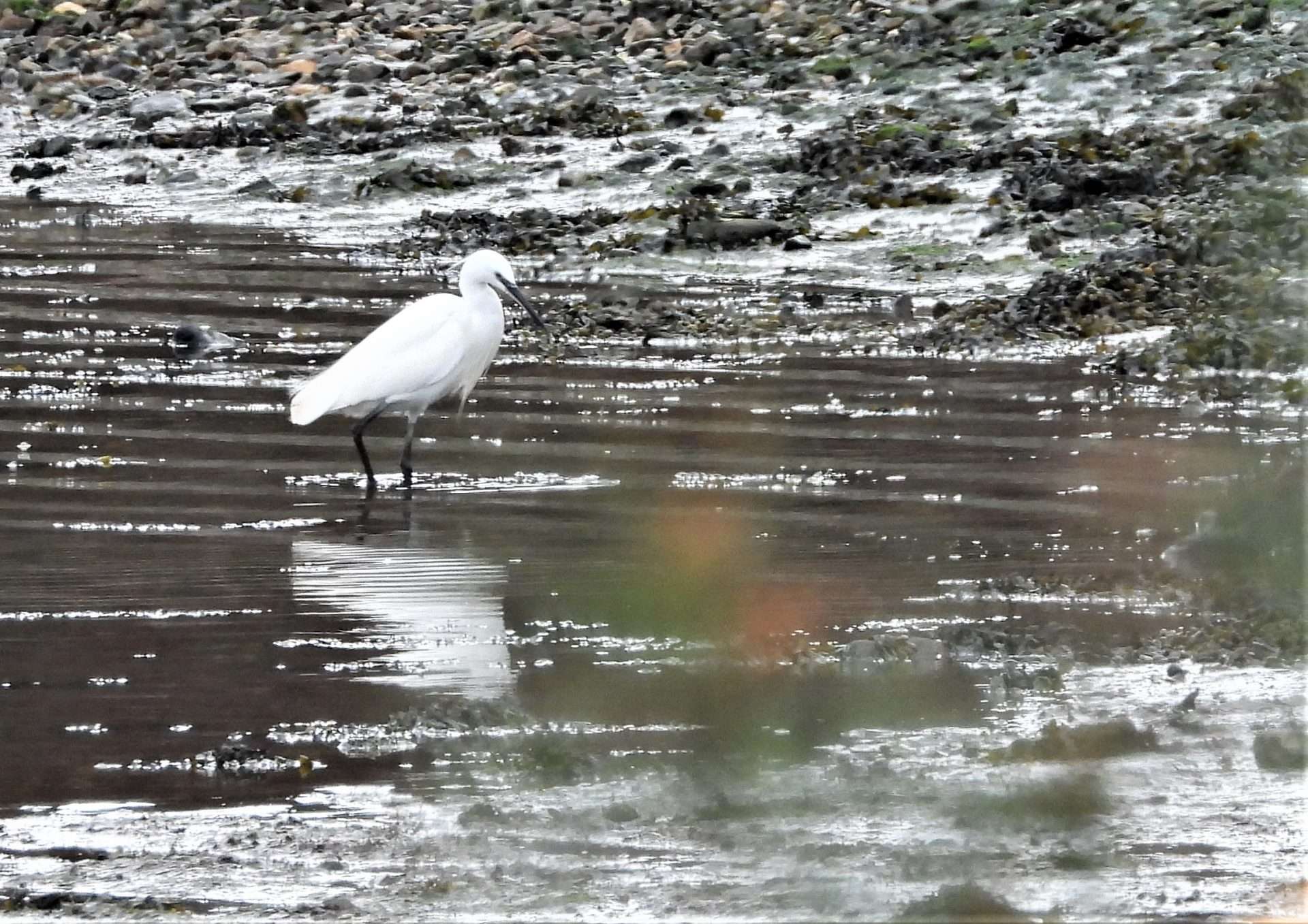 Little Egret by Kenneth Bradley at Combe cellars