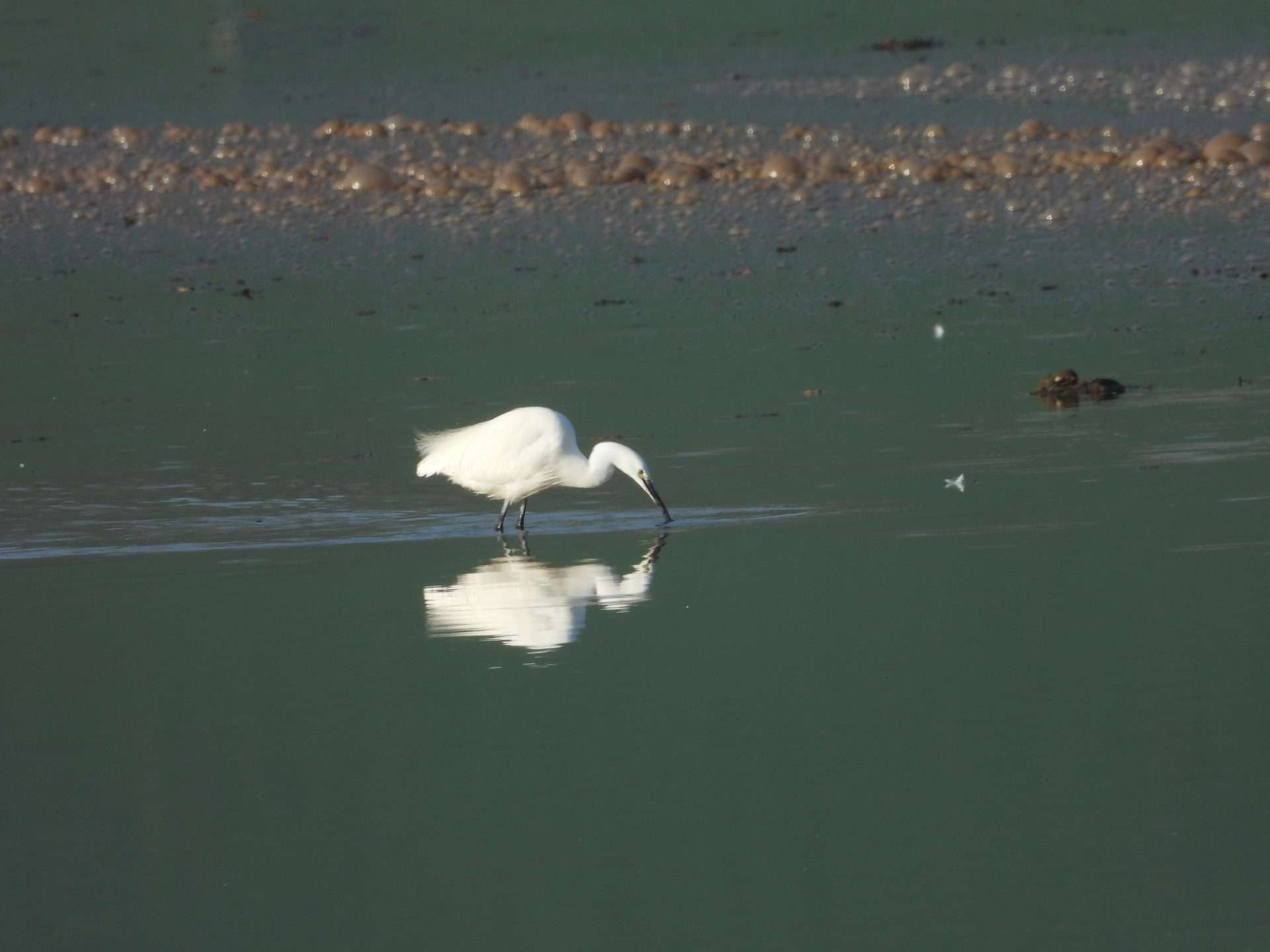 Little Egret by Kenneth Bradley at Teign Estuary