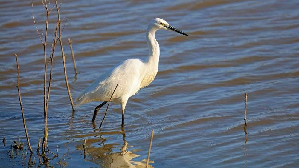Little Egret by Mike Jones at Bowling Green Marsh