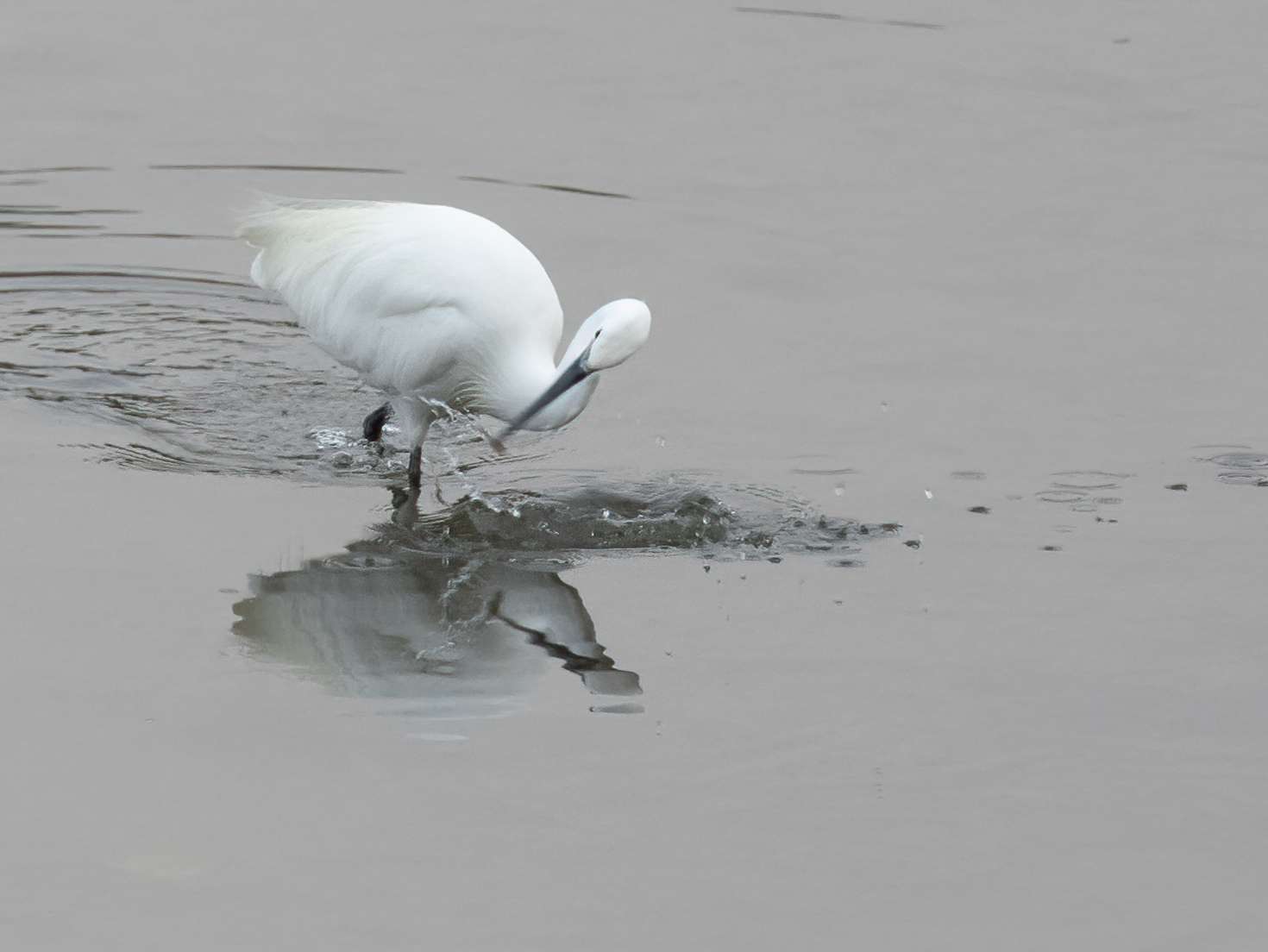 Little Egret by Wayne Emery at Plym Estuary