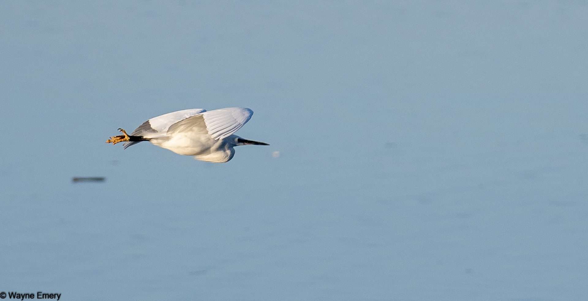 Little Egret by Wayne Emery at River Plym