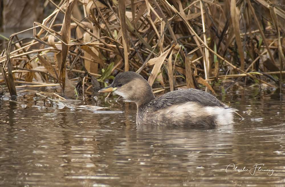 Little Grebe by Fleming at River Exe
