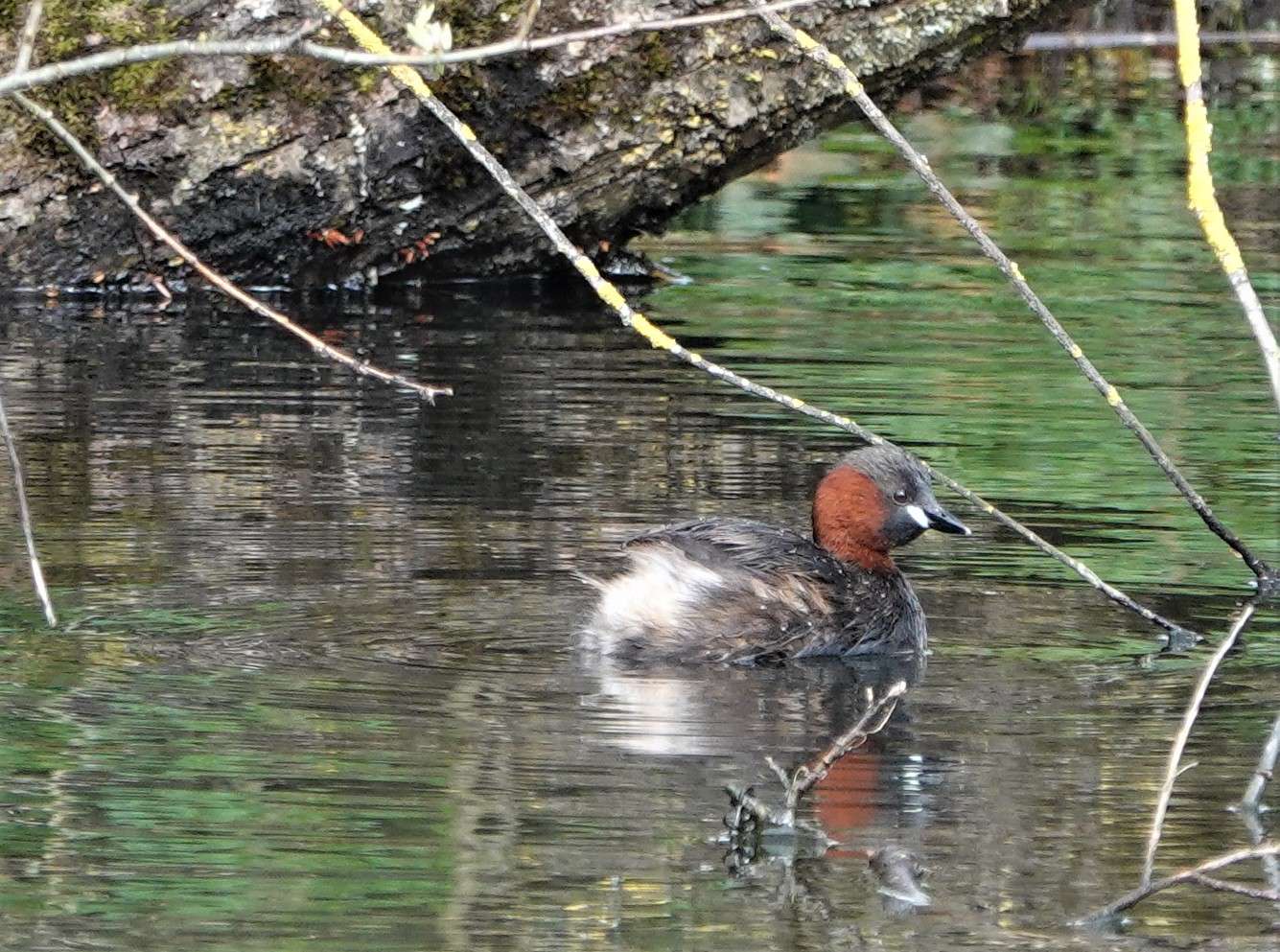 Little Grebe by Paul Howrihane at Wrafton Pond