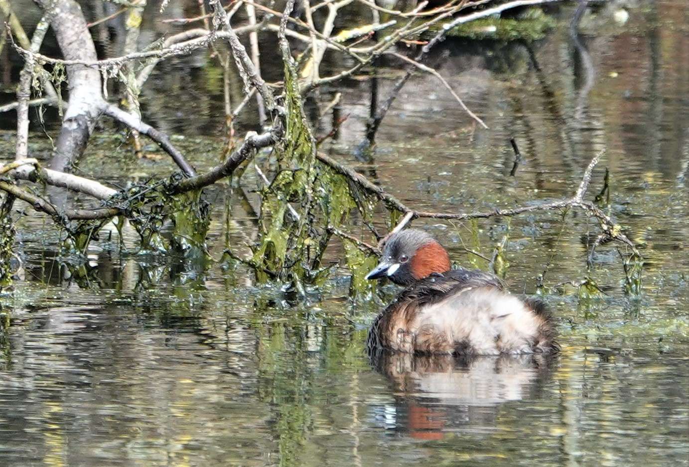 Little Grebe by Paul Howrihane at Wrafton Pond