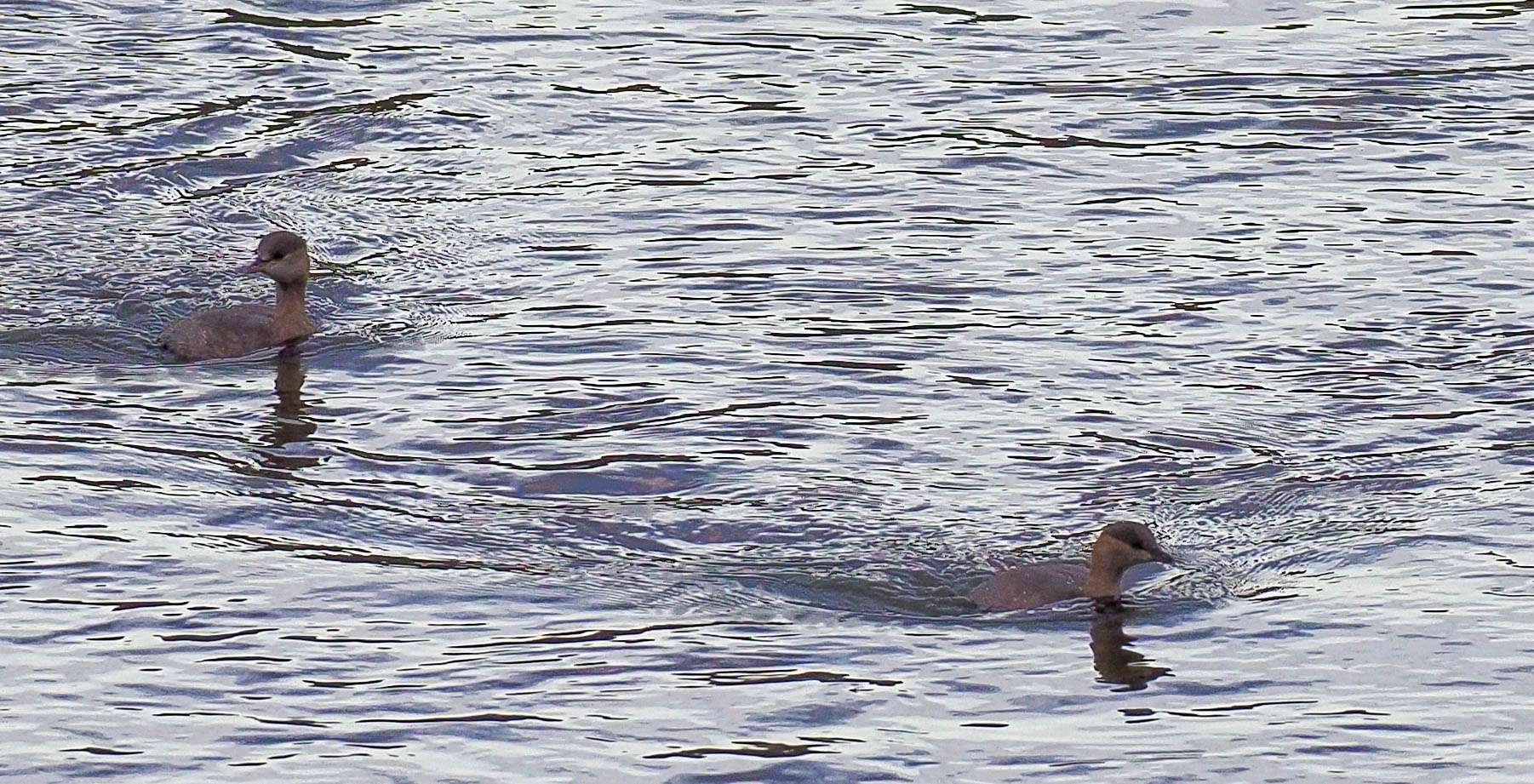 Little Grebes by Wayne Emery at River Plym