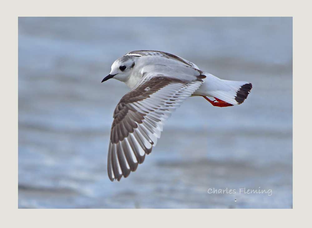 Little Gull by Charlie Fleming at Exminster Marshes
