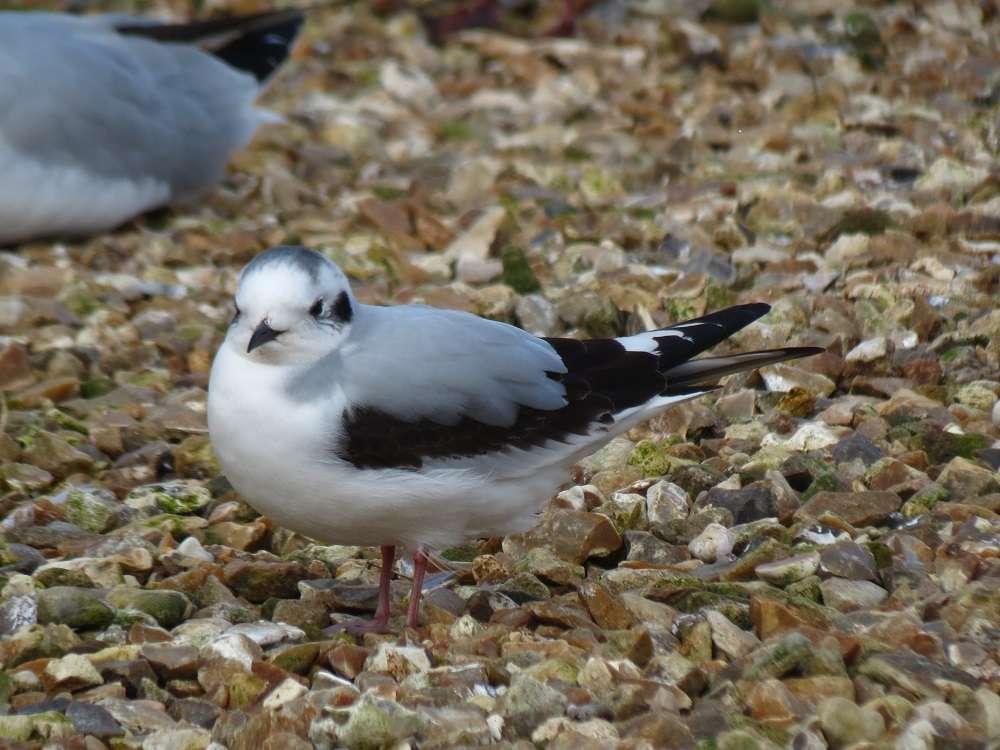 Little Gull by Roger Backway at Torcross