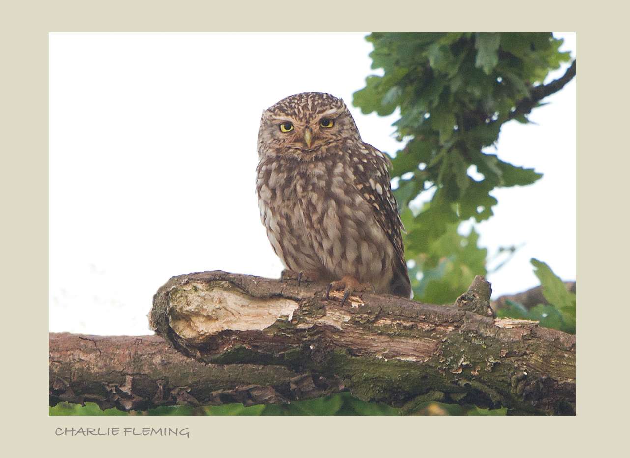 Little Owl by Charlie Fleming at Mid Devon