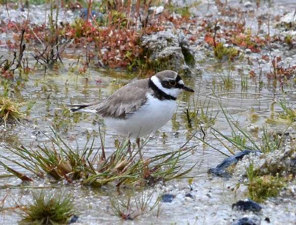 Little Ringed Plover by Duncan Leitch at Dartmoor