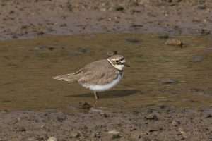 Little Ringed Plover at West Charleton by Geoff Foale on December 31 2001