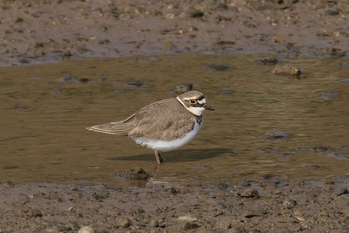 Little Ringed Plover by Geoff Foale at West Charleton