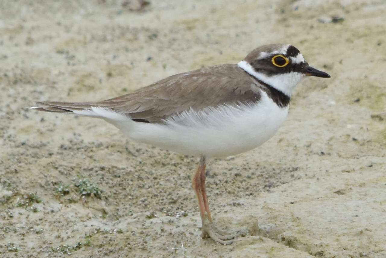 Little Ringed Plover by duncan leitch at Dartmoor