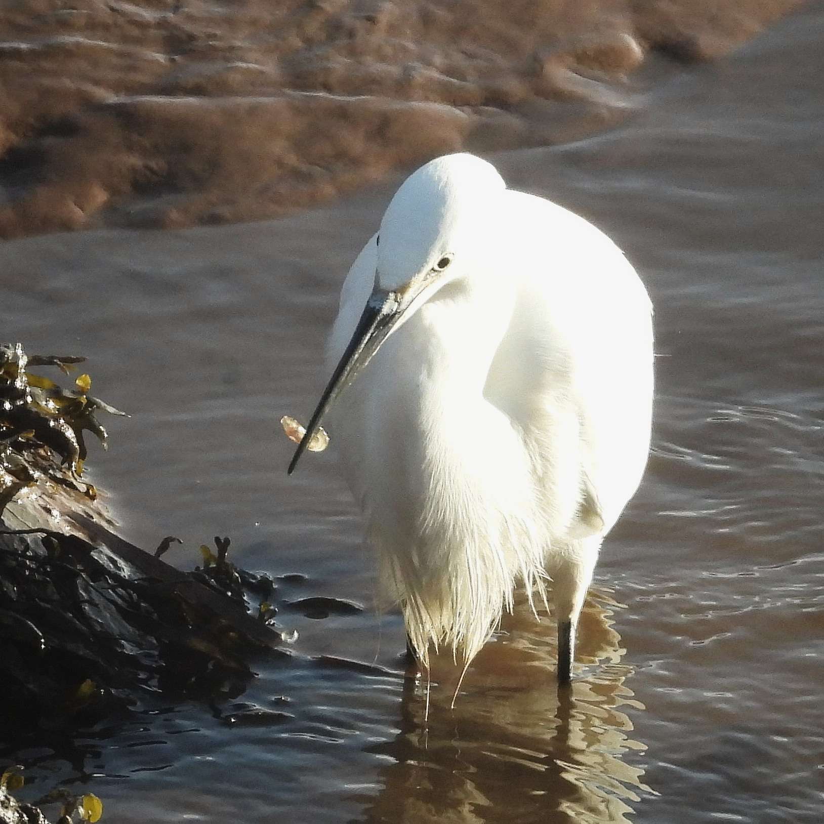Little egret by Jason Jones at Exminster marshes