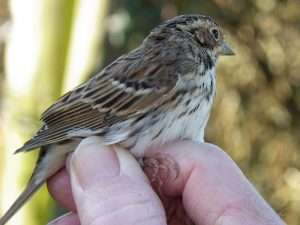 Little Bunting at South Milton Ley by Alan Doidge on March 19 2012