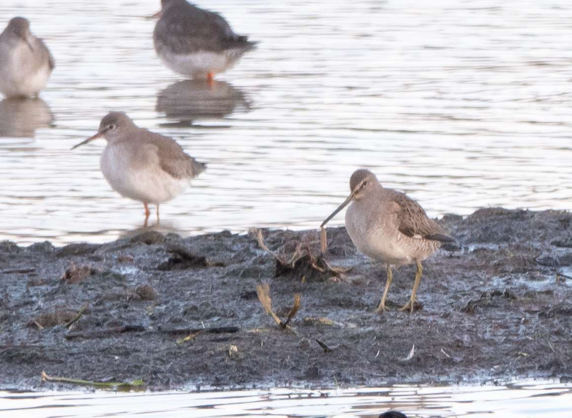 Long Billed Dowitcher by Dougy Wright at Bowling Green Marsh