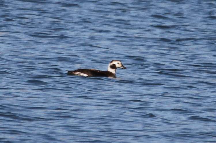 Long Tailed Duck (female) by Alan Livsey at Mountbatten