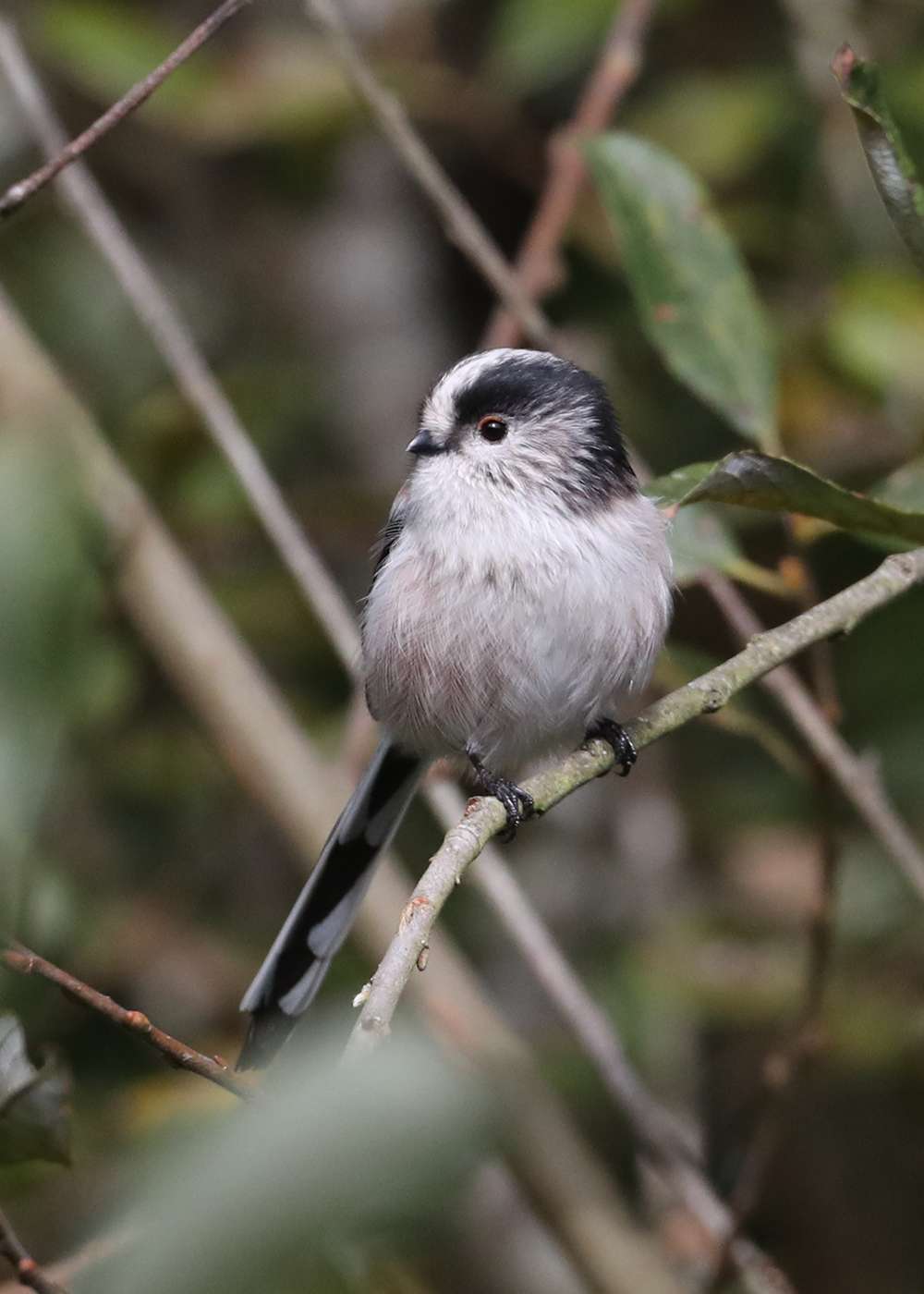 Long Tailed Tit by Steve Hopper at Broadsands