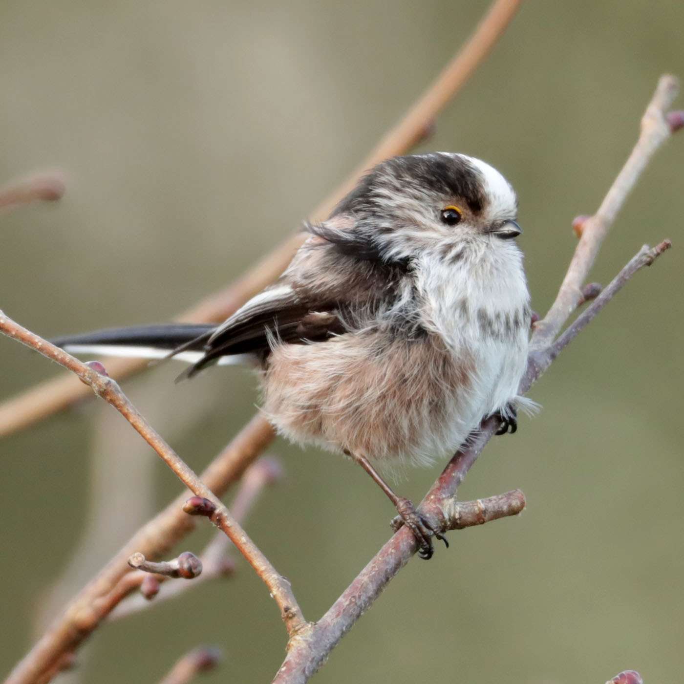 Long Tailed Tit by Steve Hopper at South Brent