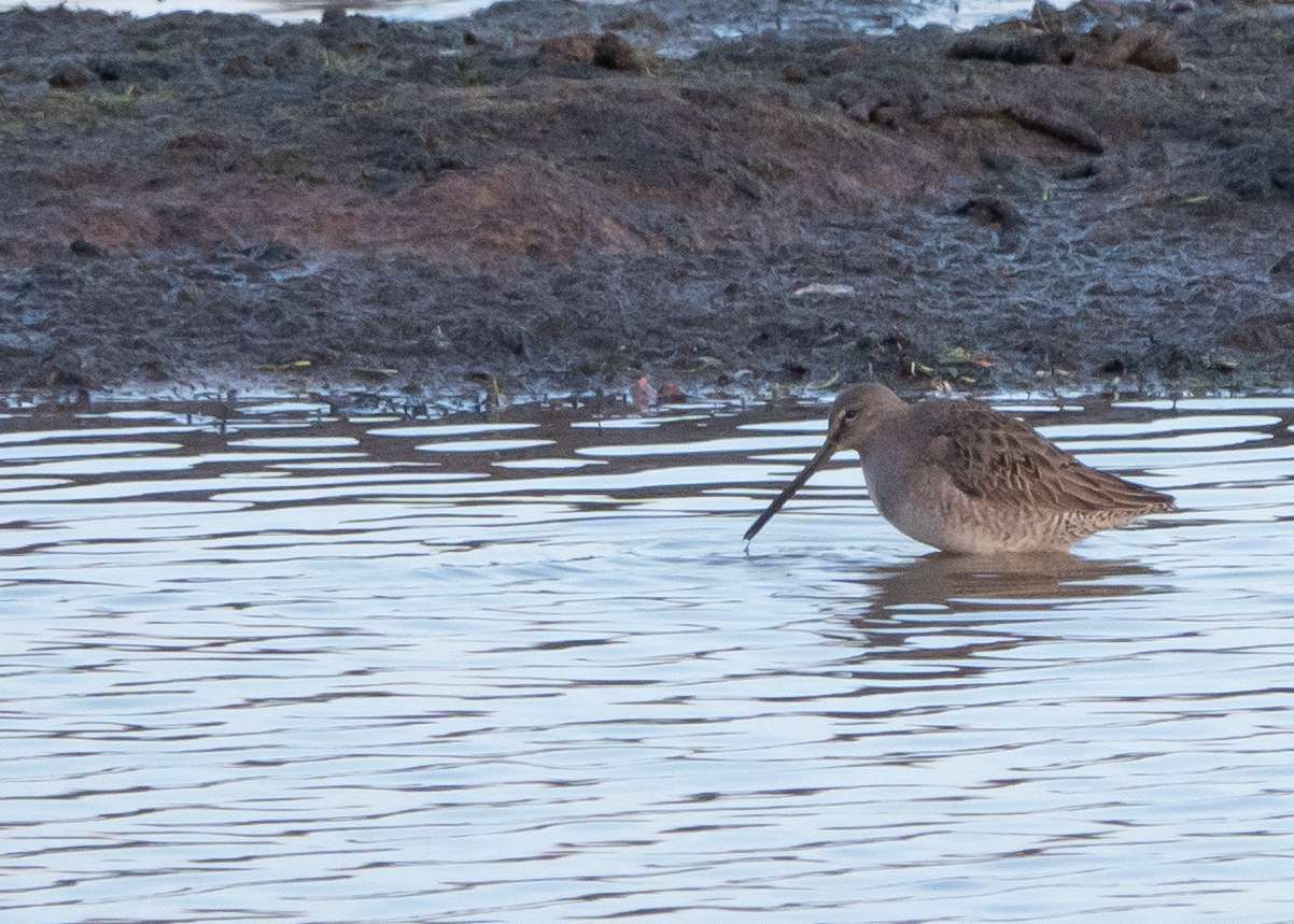 Long-billed Dowitcher by Dougy Wright at Bowling Green Marsh