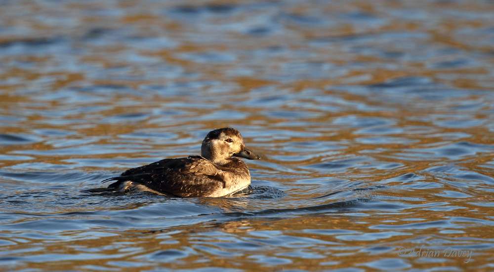 Long-tailed Duck by Adrian Davey at Roadford