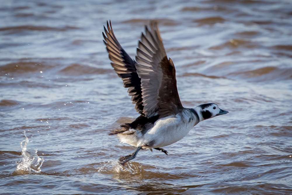 Long-tailed Duck by Colin Scott at Topsham Recreation Ground