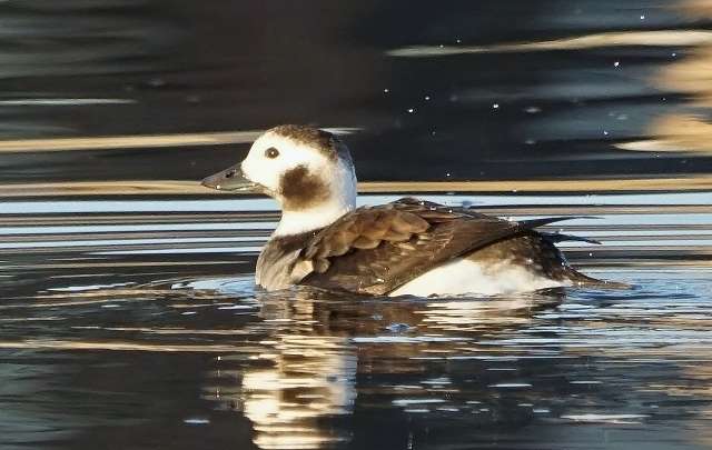 Long-tailed Duck by Keith McGinn at Exminster  marshes
