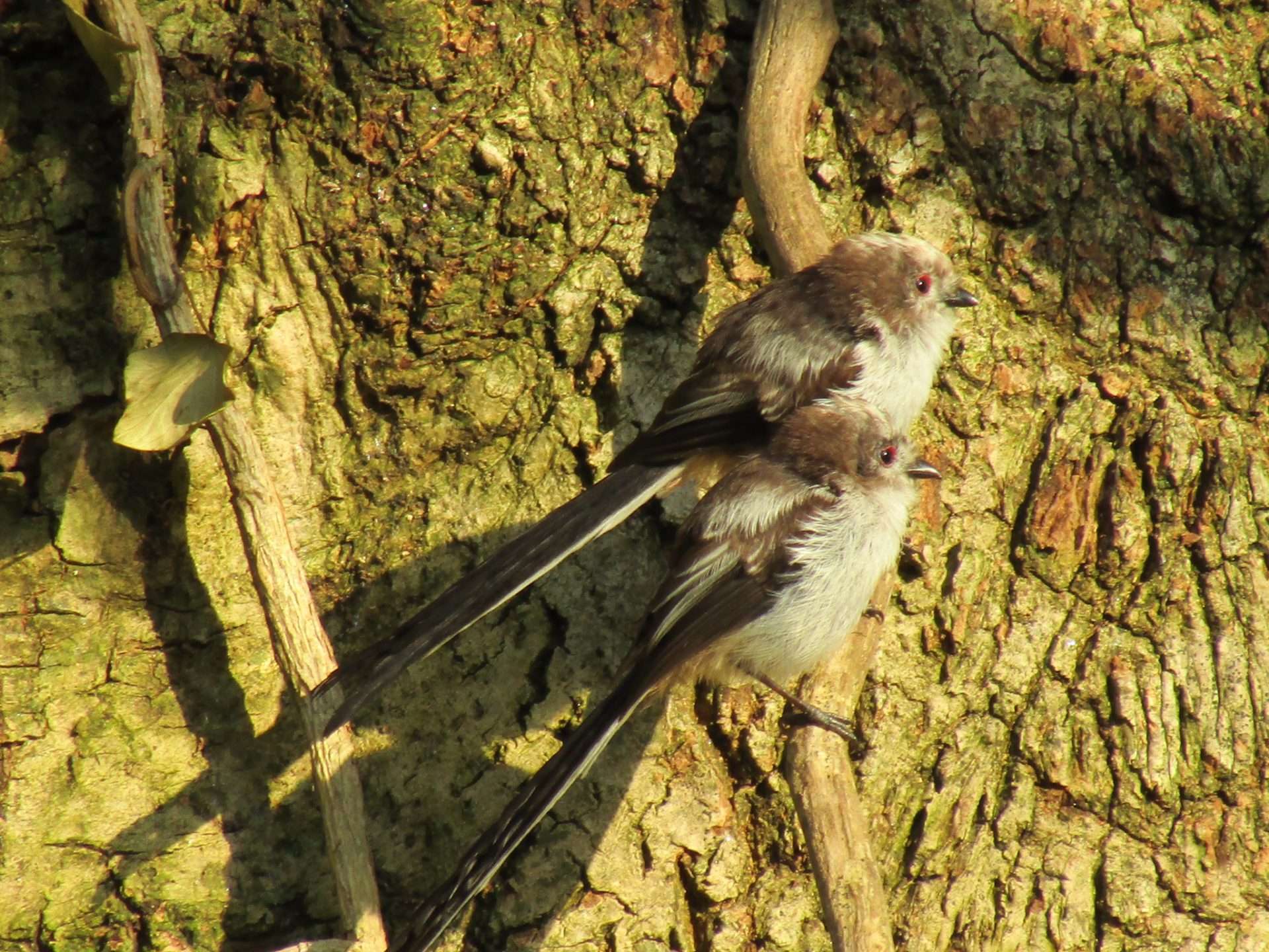Long-tailed Tit by Elizabeth Mulgrew at garden in the south hams