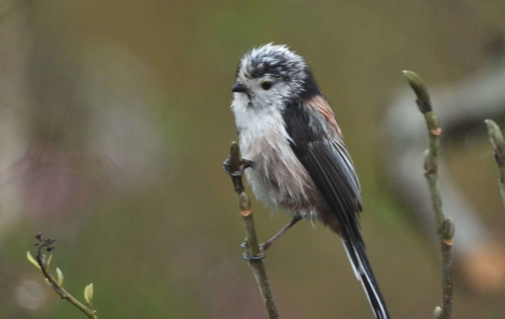 Long-tailed Tit by Kenneth Bradley at Combeinteignhead