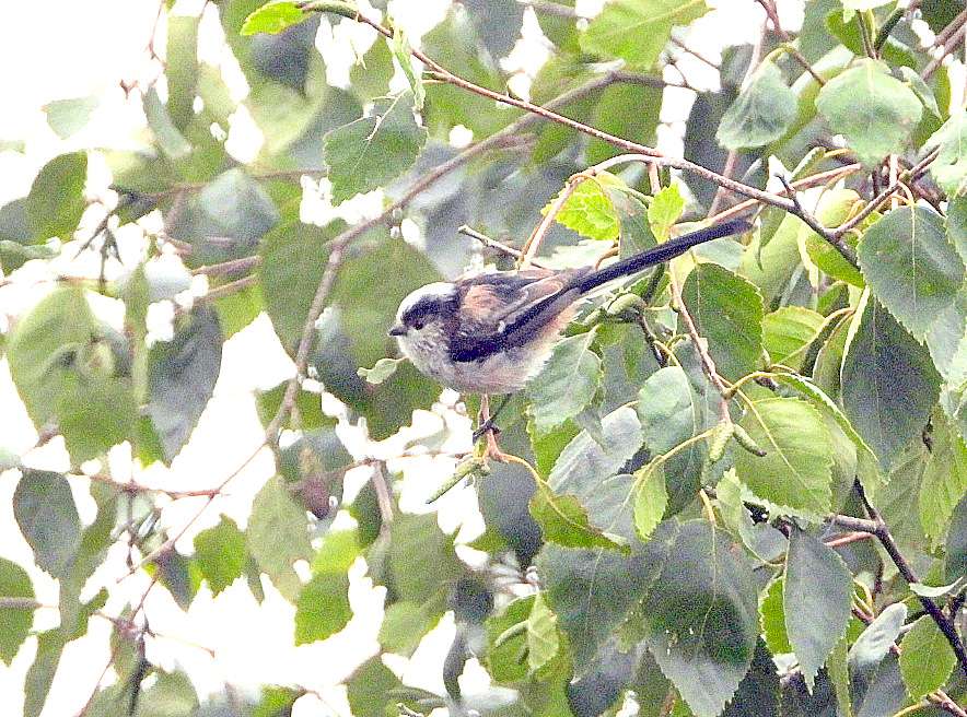 Long-tailed Tit by Kenneth Bradley at Combeinteignhead
