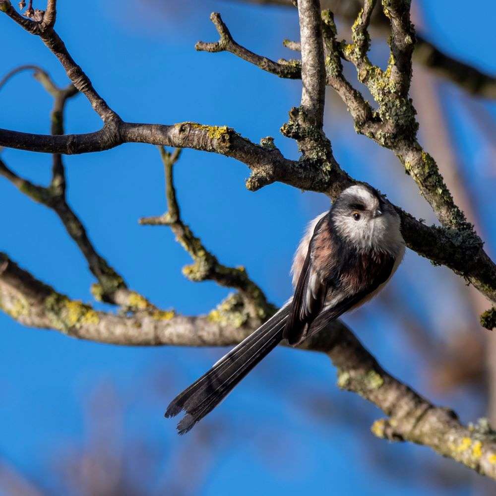 Long-tailed Tit by Martin Keen at Slapton