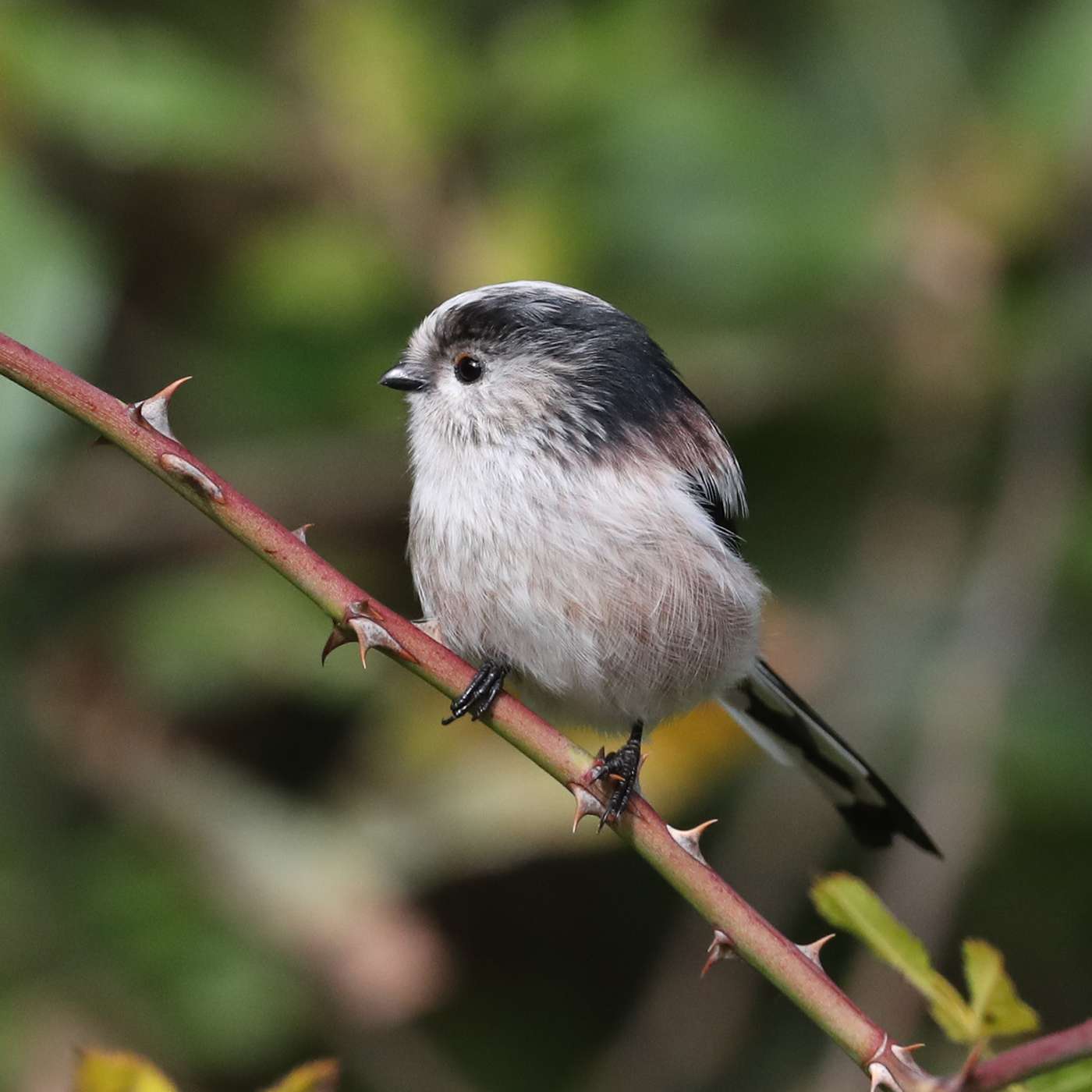 Long-tailed Tit by Steve Hopper at Broadsands