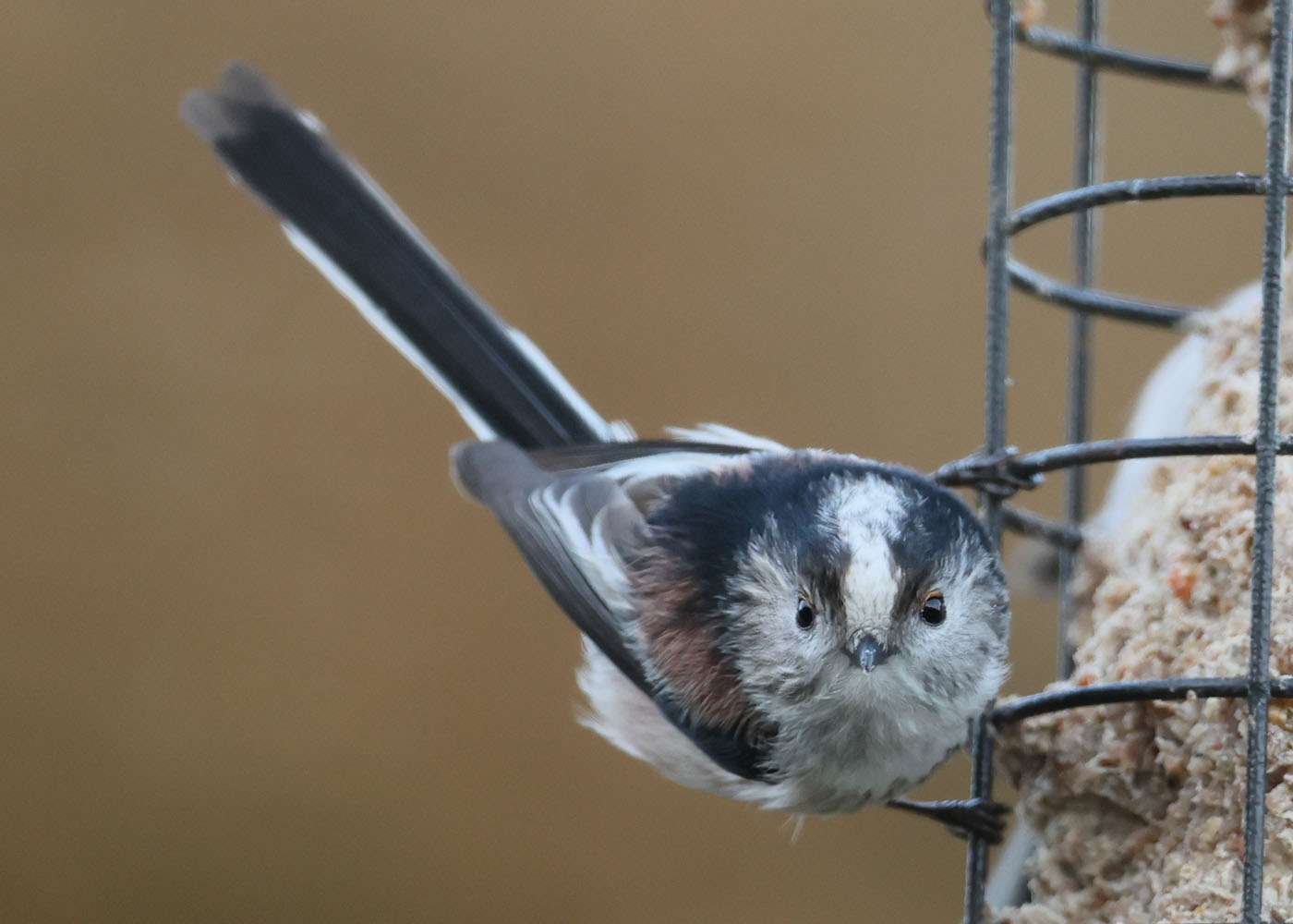 Long-tailed Tit by Steve Hopper at South Brent