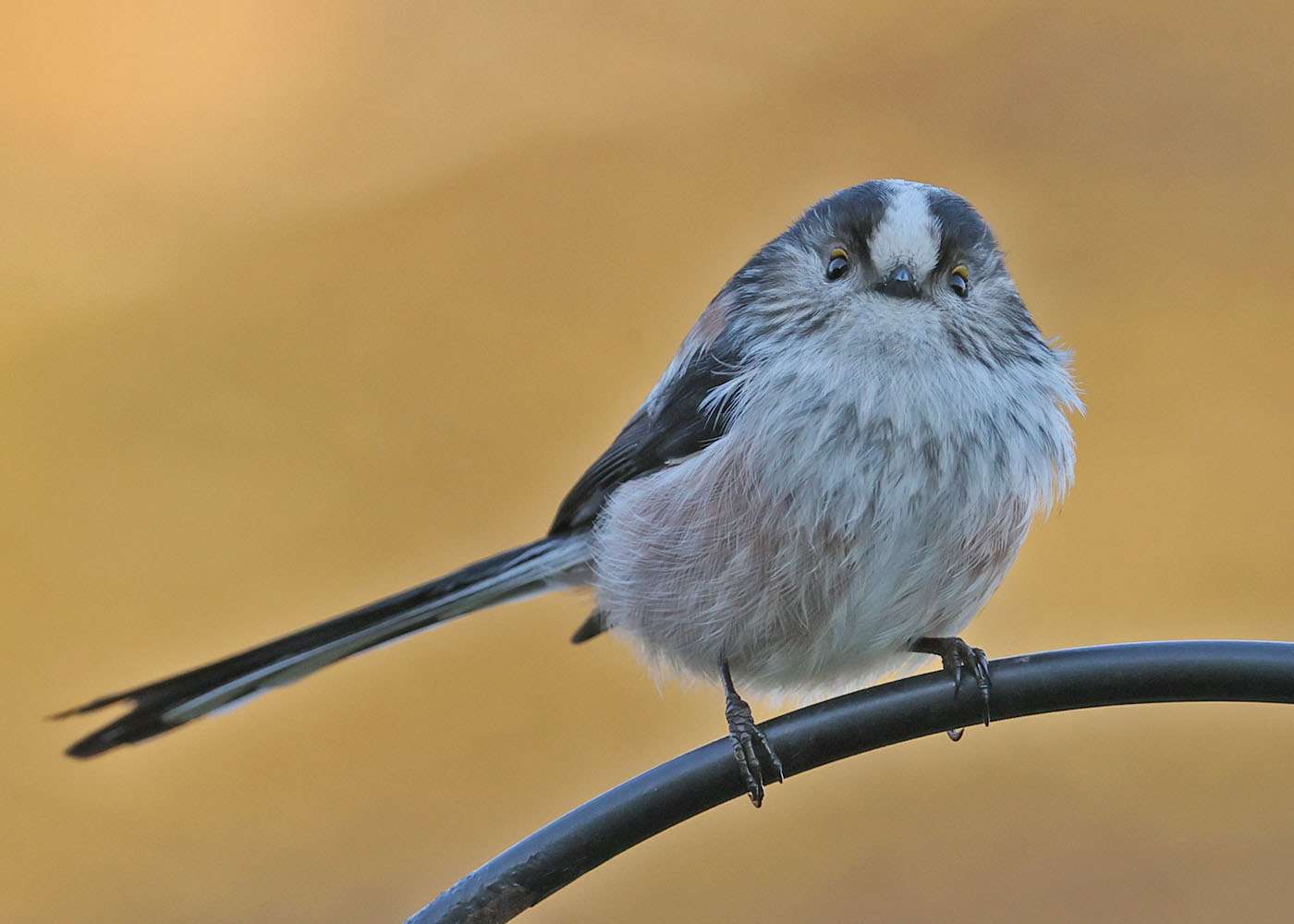 Long-tailed Tit by Steve Hopper at South Brent