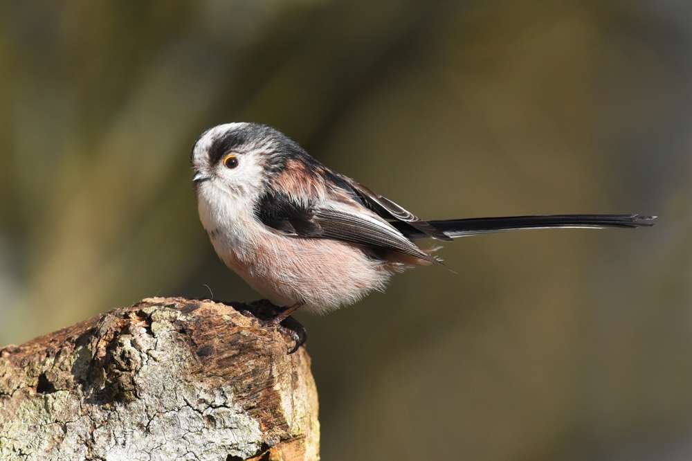 Long tailed Tit by Tom & Mary Wallis at Stover