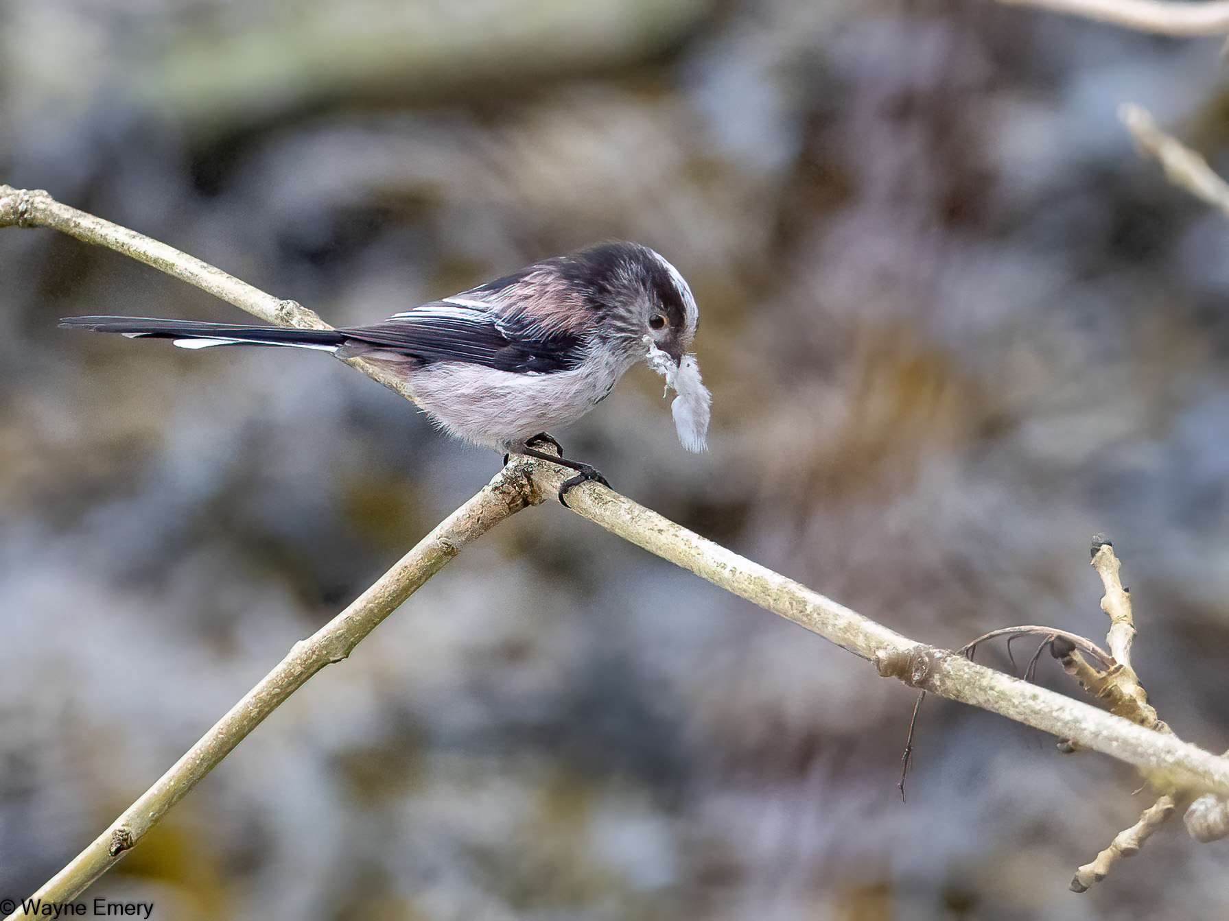 Long-tailed Tit by Wayne Emery at Saltram