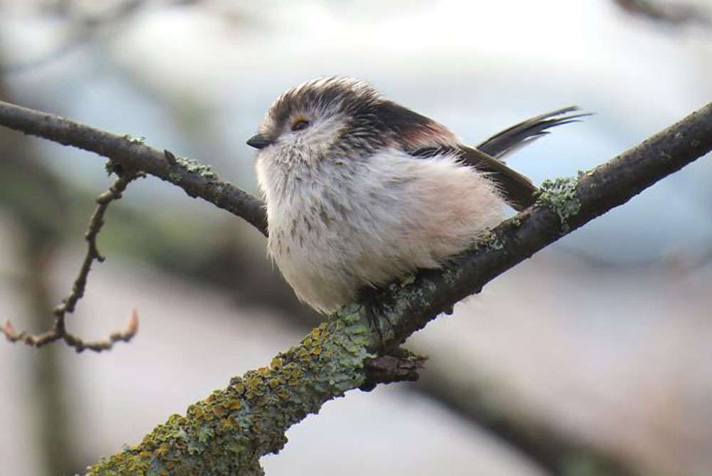Long tailed tit by Ian Muir at Exeter Quay