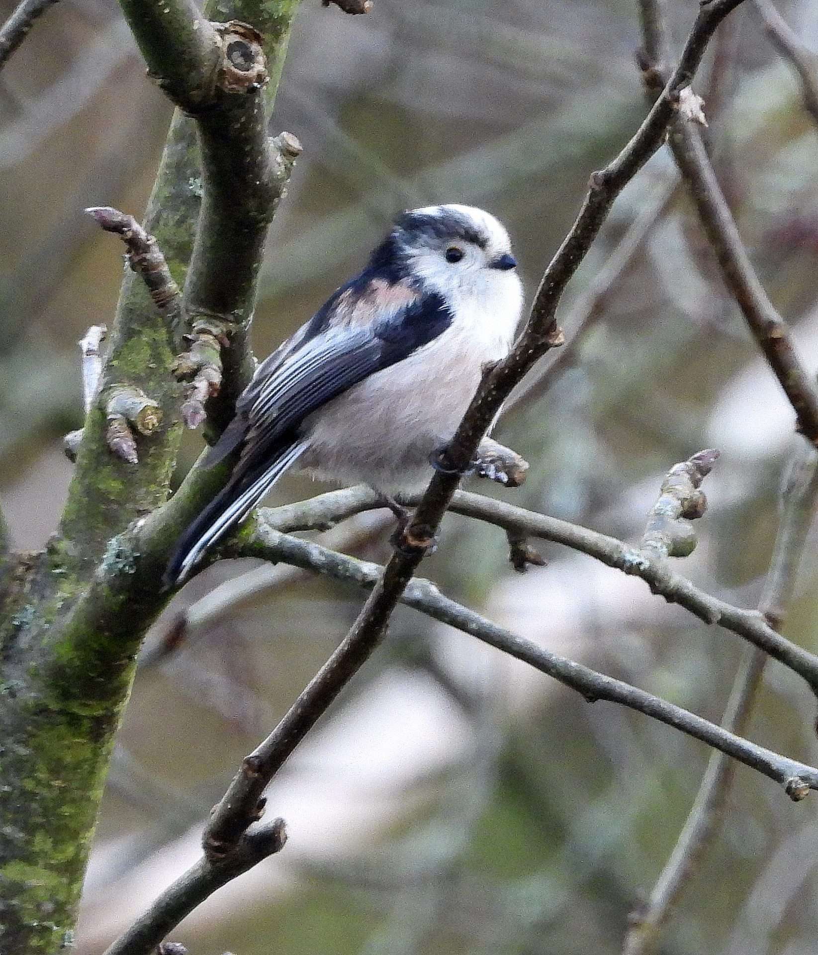 Long tailed tit by Kenneth Bradley at Combeinteignhead