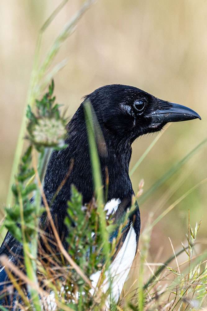Magpie by Andrew D Barnes at Berry Head Nature Reserve