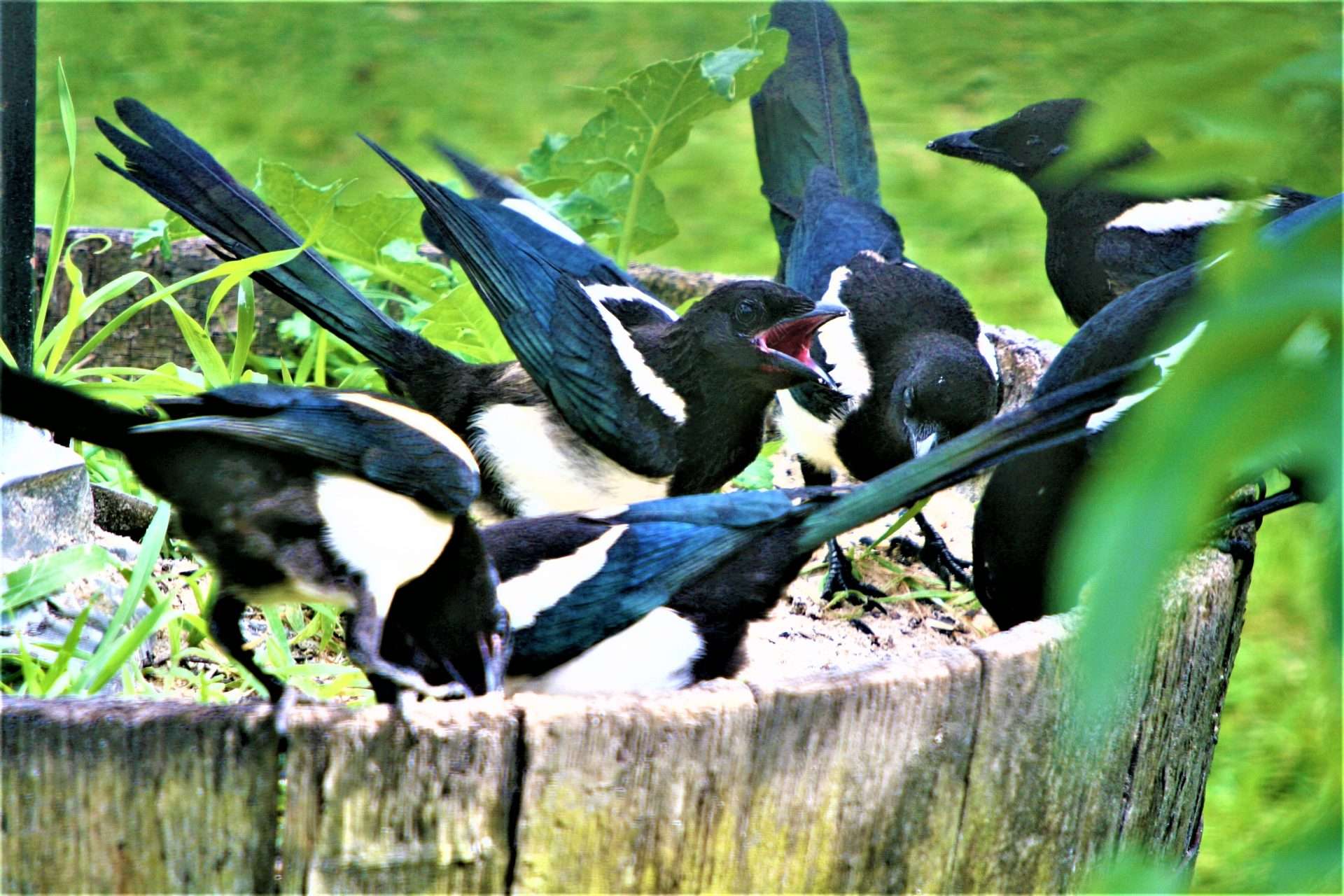 Magpie by stewart beer at Chittlehampton