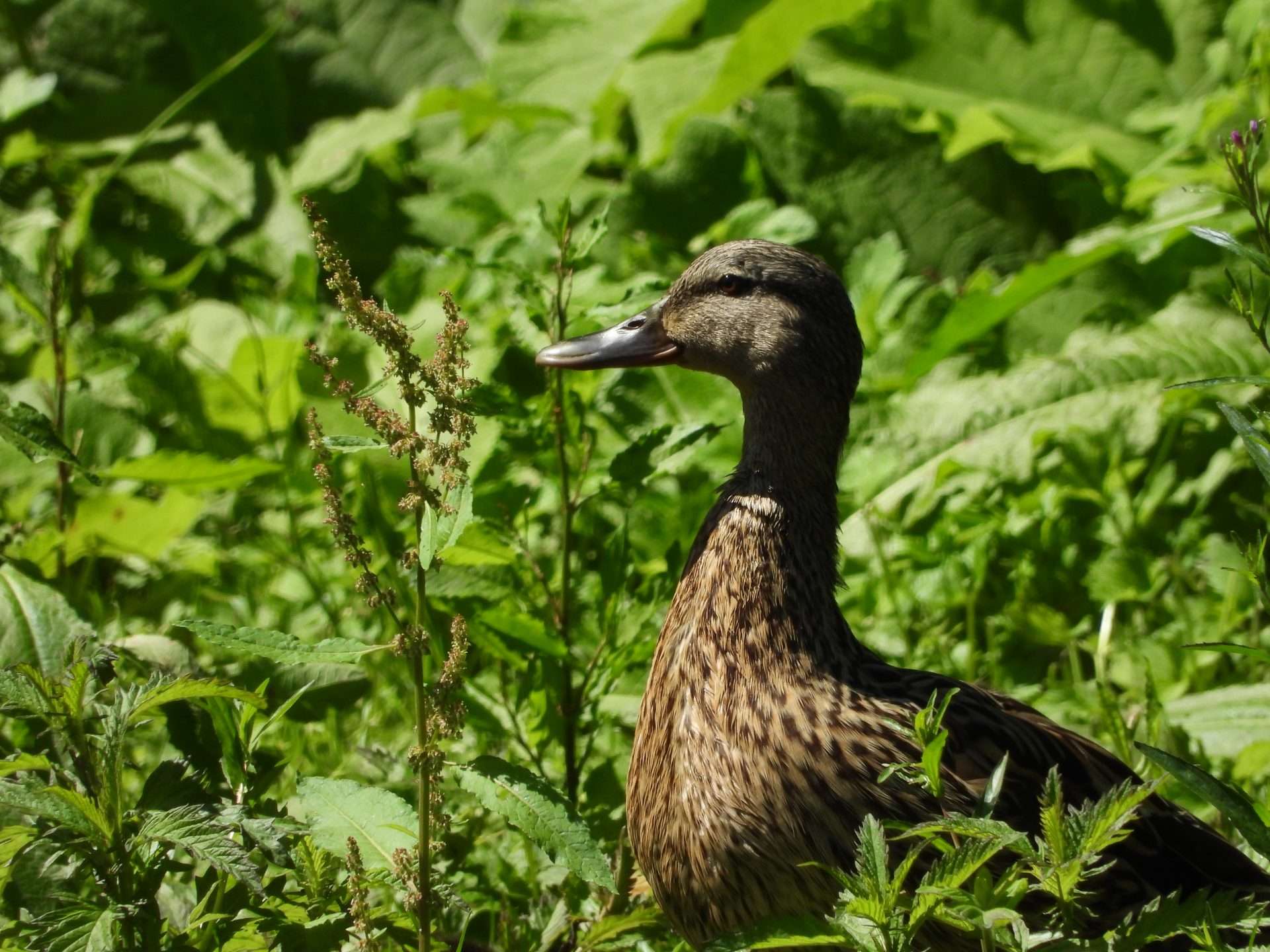Mallard by Kenneth Bradley at Combeinteignhead