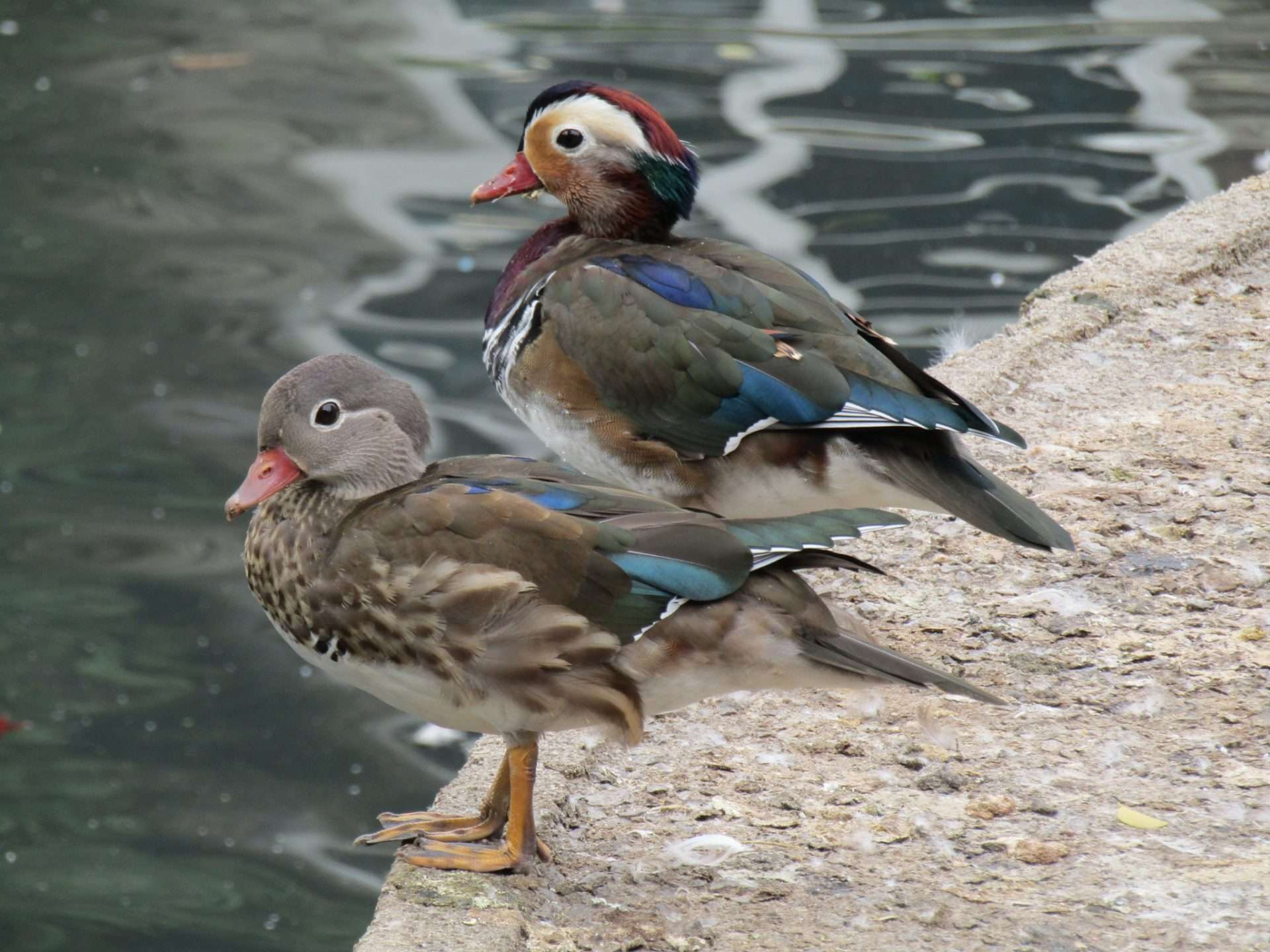 Mandarin Duck by Elizabeth Mulgrew at Saltram